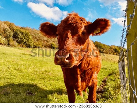 The Curious cow posing for the picture. 