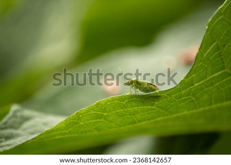 Bedbug with a green leaf