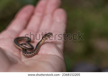 Baby garter snake in hand from Massachusetts  Royalty-Free Stock Photo #2368152205