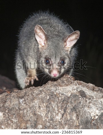  Mountain brush-tailed possums (Trichosurus caninus) 