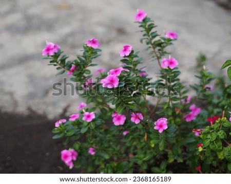 Pink Flowers of Catharanthus roseus, C. roseus, Magnoliopsida Madagascar Periwinkle,kembang tapak dara Royalty-Free Stock Photo #2368165189