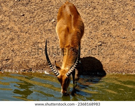 Gazelle drink from the river in national zoo Rabat. Zoological garden of Rabat Morocco.