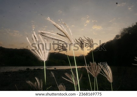 Wild Grass with Hill and Sunset as Background Beside River in Countryside of Alor Island.