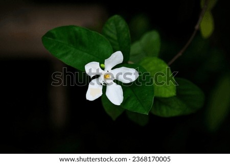 White flower on black background.