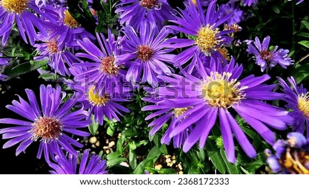 Aster amellus, the European Michaelmas daisy, is a perennial herbaceous plant and the type species of the genus Aster and the family Asteraceae.  Royalty-Free Stock Photo #2368172333