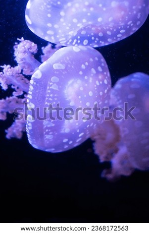 minimalist close up of 3 Purple jellyfish with white spots on a dark black and blue sea backdrop vertical