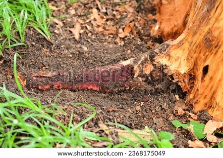 Problem of durian in the garden, tree use treatment for root rot disease ,phytophthora and fusarium fungus ,damages the root system Royalty-Free Stock Photo #2368175049
