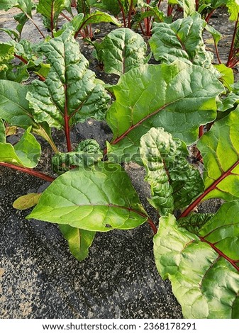 Picture of a Swiss chard vegetable with red stems and green leaves that are beneficial to health.