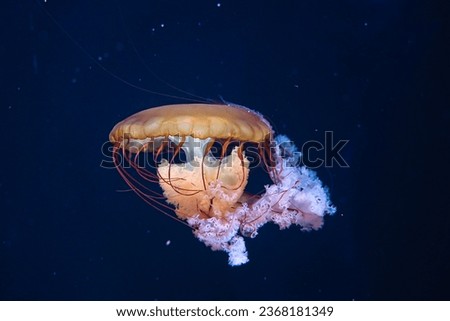 Paris aquarium, Chrysaora hysoscella, the compass jellyfish, is a common species of jellyfish that inhabits coastal waters in temperate regions of the northeastern Atlantic Ocean, including the North  Royalty-Free Stock Photo #2368181349