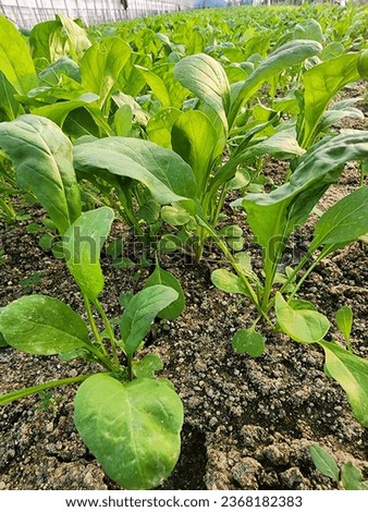 Picture of arugula vegetables growing in the garden. It has green leaves used to make salads.