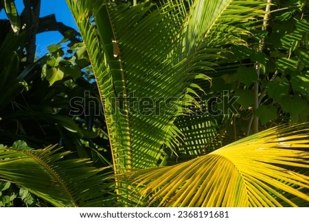 Large green palm leaves in the sunshine
