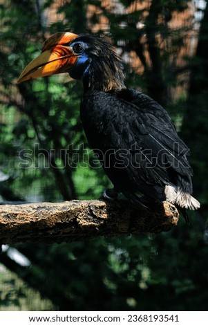 The Sulawesi hornbill is a species of hornbill in the family Bucerotidae that is endemic to Sulawesi. The local names are Allo, Taong, and Lupi.
