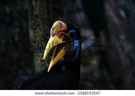 The Sulawesi hornbill is a species of hornbill in the family Bucerotidae that is endemic to Sulawesi. The local names are Allo, Taong, and Lupi.