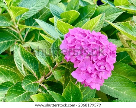 Flower Picture, Hydrangea, pink Hydrangea 