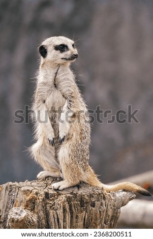 Meerkat at a zoo in NZ
