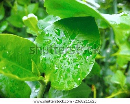 In the picture, raindrops fall on the leaves of trees.