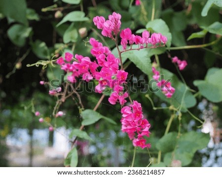 Pink wild flower close up pictures blurred natural leaf background.
Bougainvillea bright pink paper flower.
A pink clematis plant native to Mexico. 