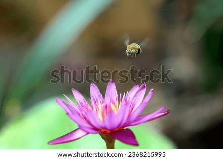 A bee flying to pink lotus flower 