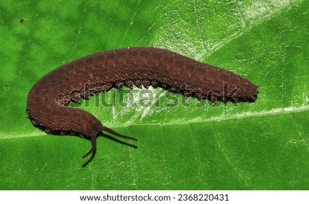  Onychophora, velvet worm perched on a green leaf, its dark brown color can be seen, with a strip of dark spots on the back of the body, as well as the legs with white endings. 
