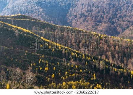 late autumn in the Carpathians, sunny day in the highlands, mixed forest