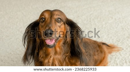 Red dog longhaired dachshund looking at camera with open mouth and tongue out banner