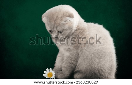 Adorable cat images: Playful kittens, elegant felines, and cuddly furballs. Perfect for cat lovers. High-quality stock photos.