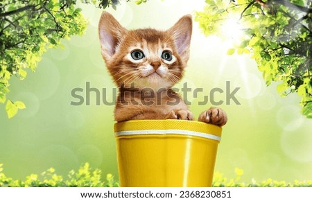 Adorable cat images: Playful kittens, elegant felines, and cuddly furballs. Perfect for cat lovers. High-quality stock photos.