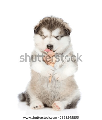 Happy Alaskan Malamute puppy licking ice cream. isolated on white background