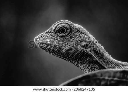 black and white chameleon head