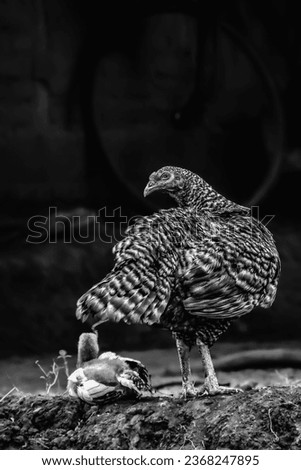 black and white of a chicken