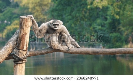 photo of the Javan Gibbon aka Hylobates moloch doing its activities during the day
 Royalty-Free Stock Photo #2368248991
