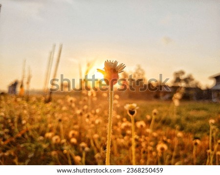 Beautiful background of flowers silhouette at the sunrise.