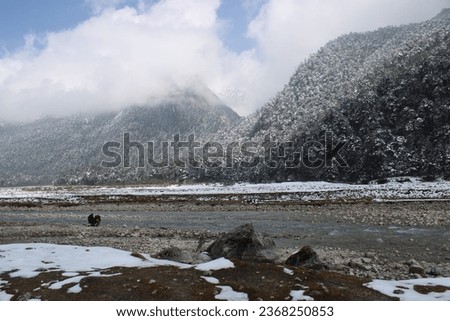 Mountain river. Yumthang valley. Frozen mountain landscape picture.