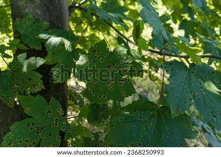 Abstract photograph of maple leaves captured from a mountain. Leaves with dark spots from pests. Nature, environment, leaves attacked by insects.