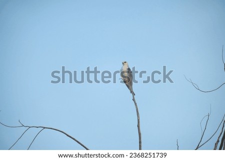 Black-Wing Kite perching on a treetop branch during the sunset.                                  