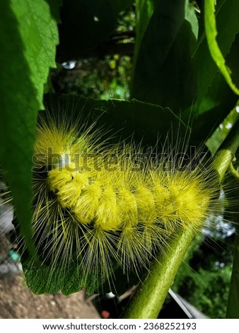 The caterpillars are bright yellow