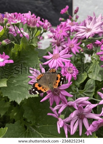 Flower garden picture. Butterfly on flower photo.