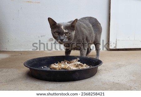 a photography of a cat standing next to a bowl of food, there is a cat that is standing next to a bowl of food.