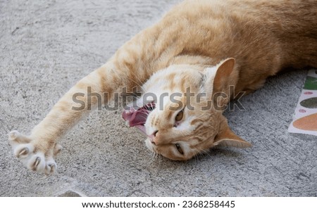 a photography of a cat laying on the ground with its mouth open, there is a cat that is laying down on the floor.
