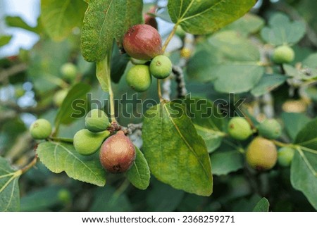 Ripe fig fruits in the canopy of the tree Royalty-Free Stock Photo #2368259271