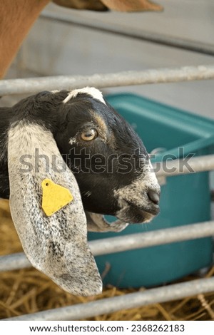 black and white breeding goat in a pen