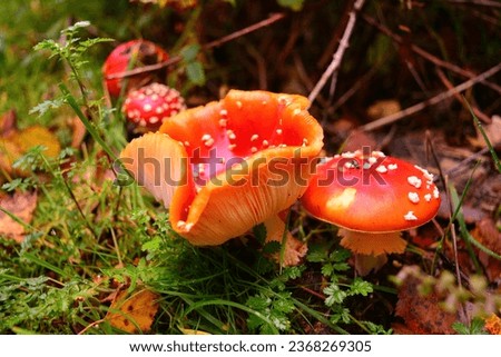 Close up of an Amanita Muscaria (fly agaric) family in Woodhall spa, Lincolnshire