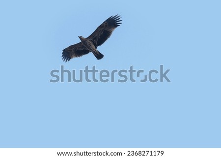 An eagle flying in a blue sky. side pose of flying eagle. This picture is clicked to introduce new type of flying wildlife, and to use eagle images for commercial purpose. Royalty free eagle images.