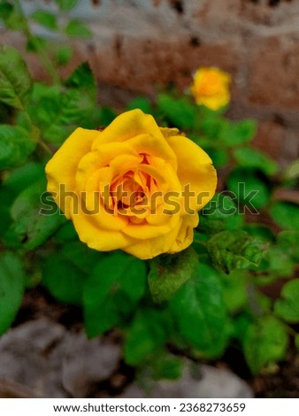 Beautiful rose photography nature of yellow rose HD photo
