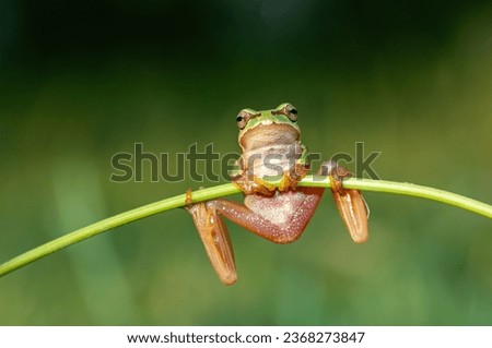 Tree frogs are acrobatic creatures. Beautiful green amphibian in nature environment. Wild frog in meadow by the river, habitat. Royalty-Free Stock Photo #2368273847