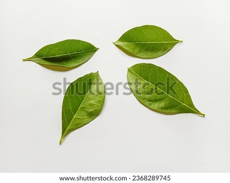 Henna tree leaves, henna leaf (Lawsonia inermis). Henna leaves isolated on white background.