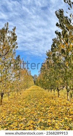 A row of trees in autumn
