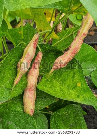 Cranberry beans growing on the climbing vine.The borlotti bean is a variety of common bean, also known as the cranberry bean, Roman bean. Royalty-Free Stock Photo #2368291733