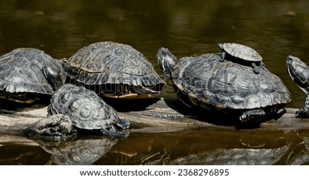 This is a picture of a group of turtles sitting on a log in the water. The image depicts these reptiles in their natural habitat, a pond or river