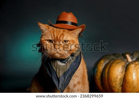 Close-up portrait of red cat cowboy near big pumpkin on black studio background. Halloween banner.
